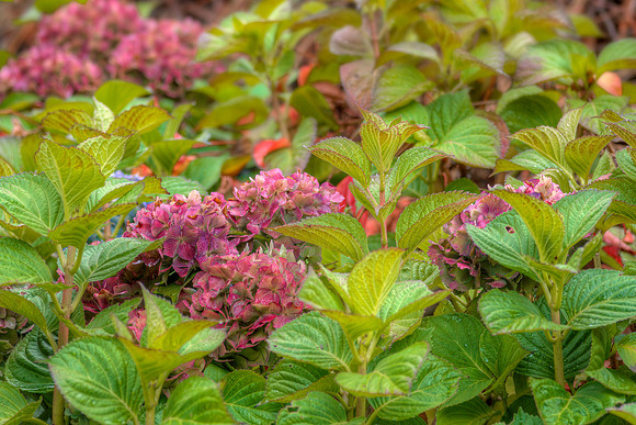 Hydrangea 1