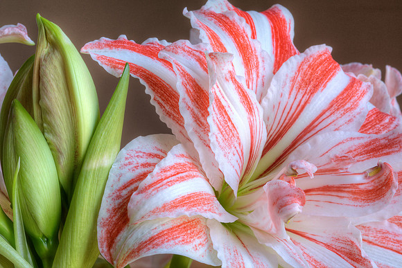 Amaryllis 'Dancing Queen' 2