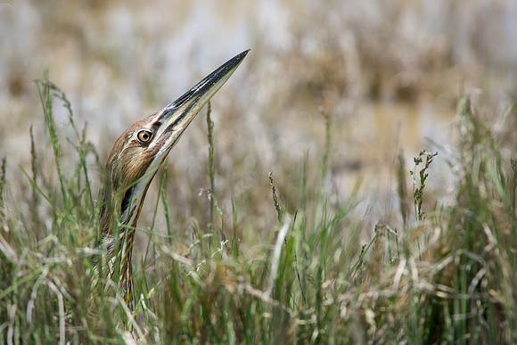 American Bittern 7