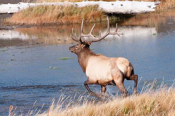 Elk 19
