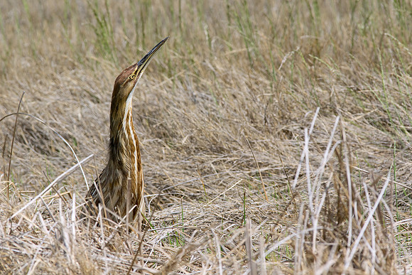 American Bittern 5