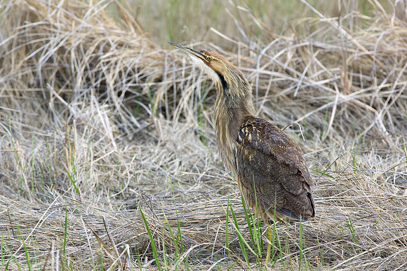 American Bittern 6