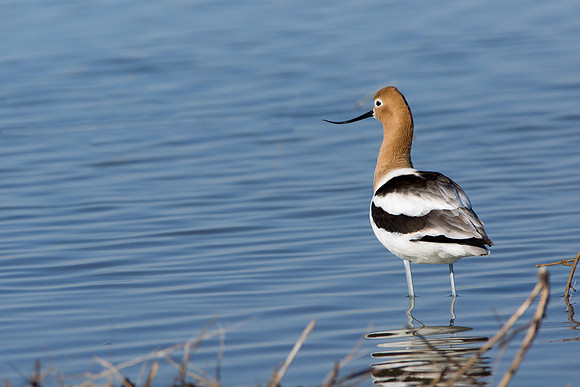 American Avocet 2