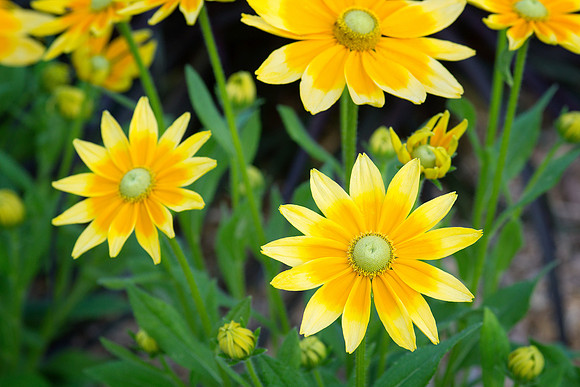 Rudbeckia 'Prairie Sun'