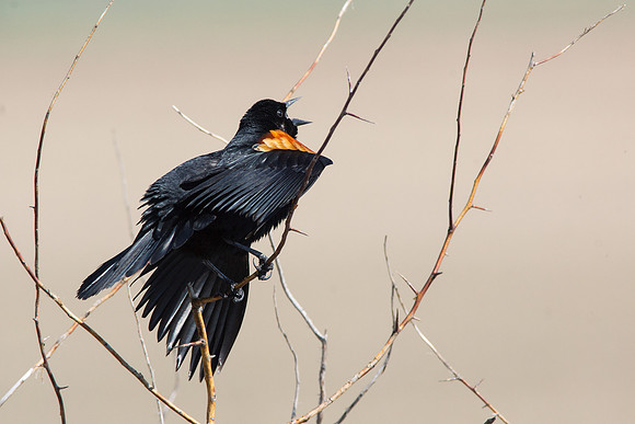 Red-winged Blackbird 5