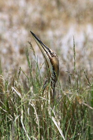 American Bittern 9
