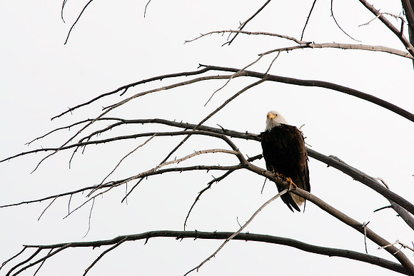 Bald Eagle