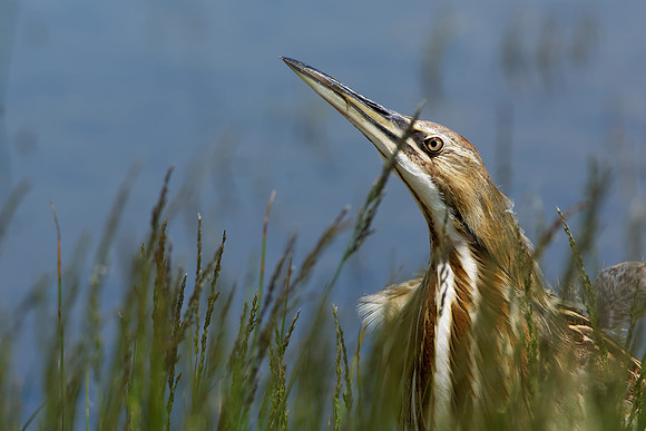American Bittern 8