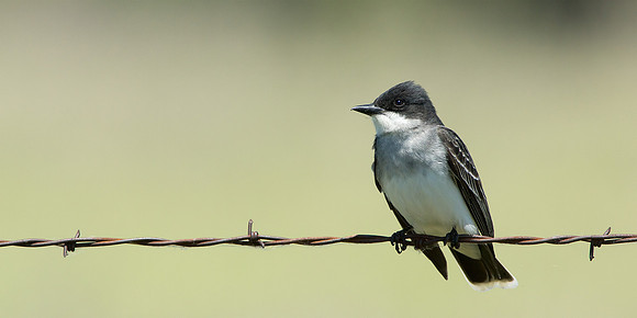Eastern Kingbird 2