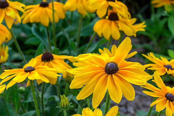 Rudbeckia 'Indian Summer'