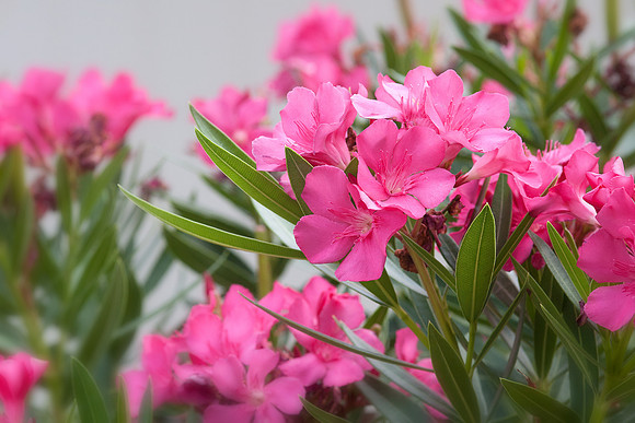 Oleander