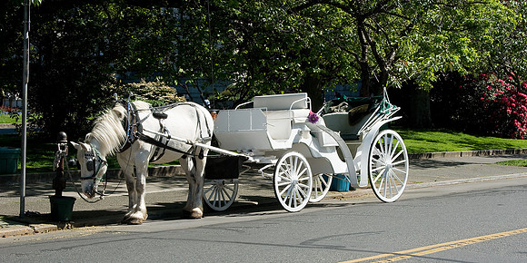 Horse & Carriage
