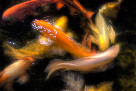 Koi 5