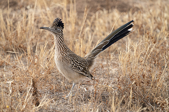 058 Greater Roadrunner