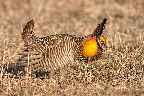 Greater Prairie Chicken 5