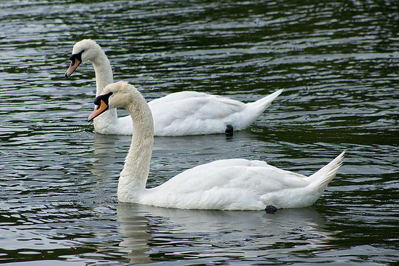 Mute Swans
