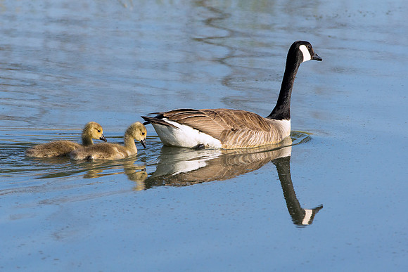 Canada Goose 2