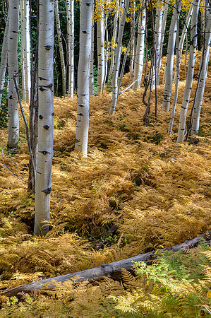 021 West of Kebler Pass