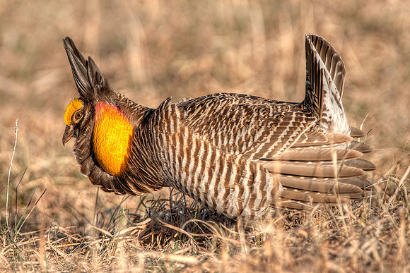 Greater Prairie Chicken 6