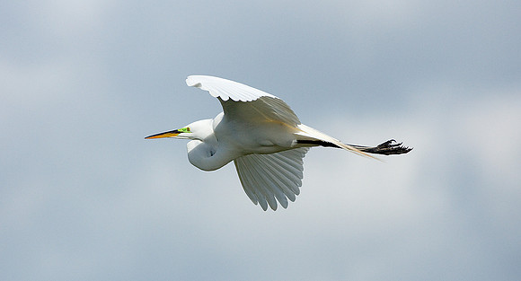 Great Egret 16