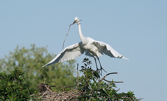 Great Egret 14