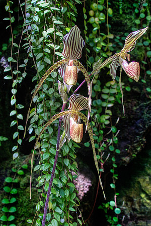 Marie Selby Botanical Gardens 3