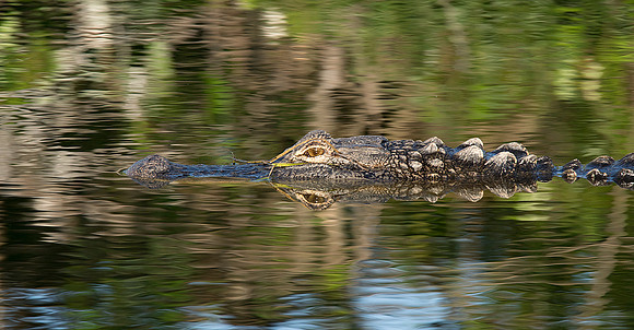 American Alligator 2