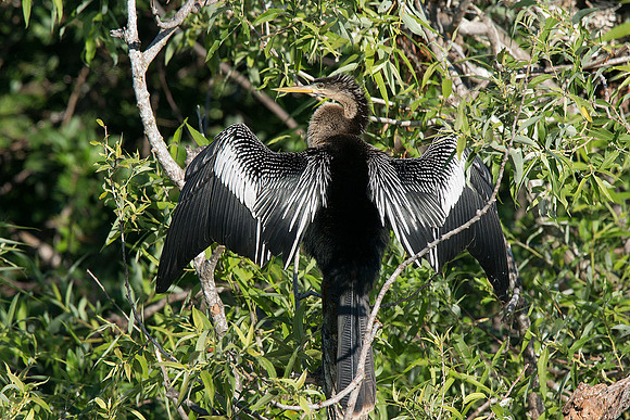 Anhinga 5