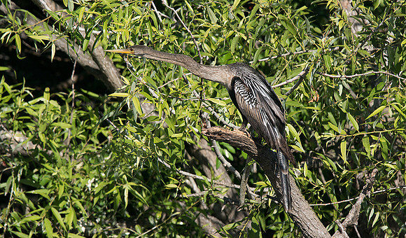 Anhinga 6