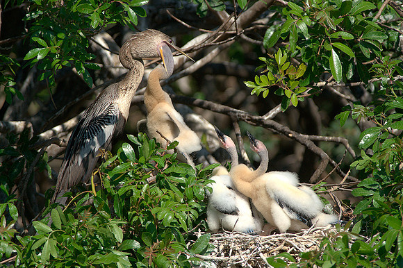Anhinga 8