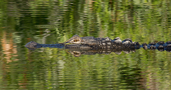 American Alligator 1