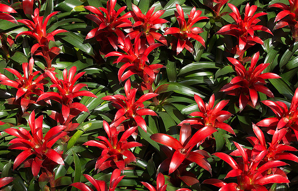 Marie Selby Botanical Gardens 1