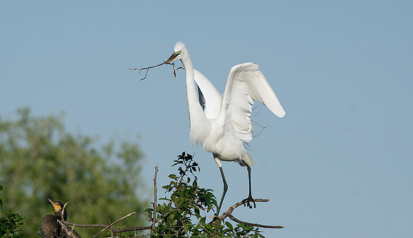 Great Egret 13