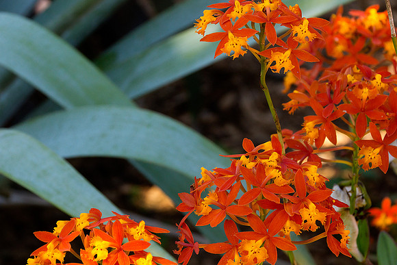 Marie Selby Botanical Gardens 5
