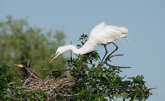 Great Egret 11