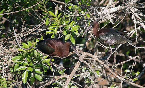 Glossy Ibis 3
