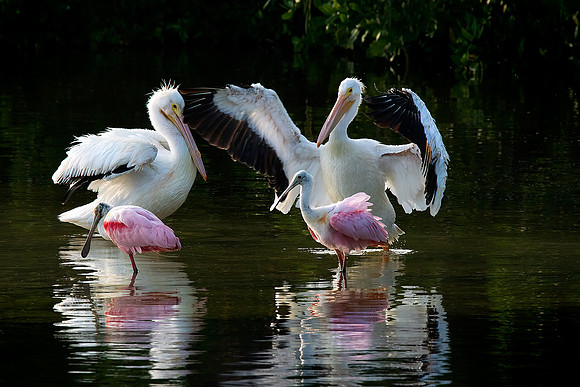 Pelicans & Spoonbills 2