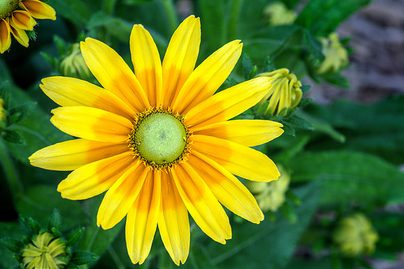 Rudbeckia 'Prairie Sun' 2
