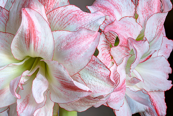Amaryllis 'Aphrodite'