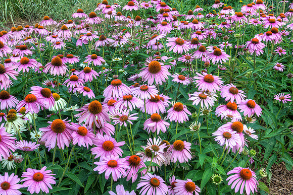 Purple Coneflower
