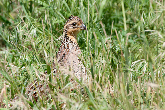 Northern Bobwhite