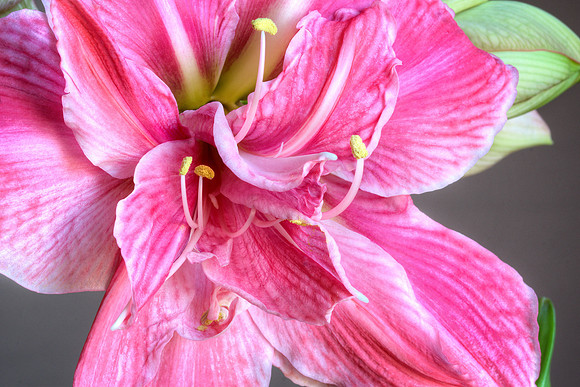 Amaryllis 'Sweet Nymph'