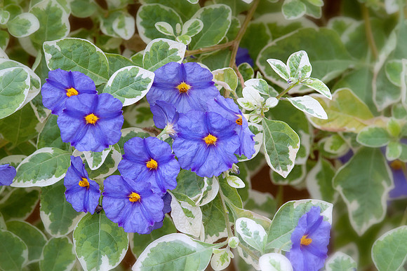 Lycianthes rantonnetii 'Lynn's Variegated'