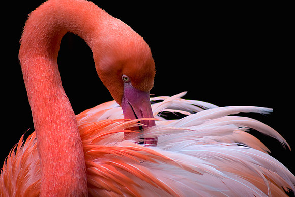 Flamingo, Victoria Butterfly Gardens 2