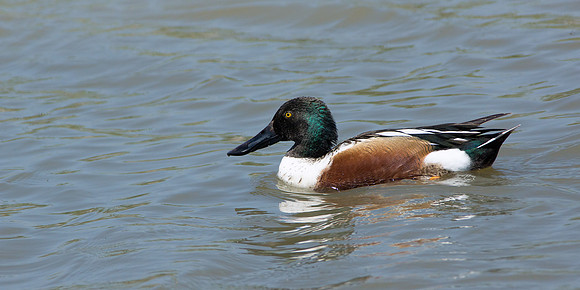 Northern Shoveler