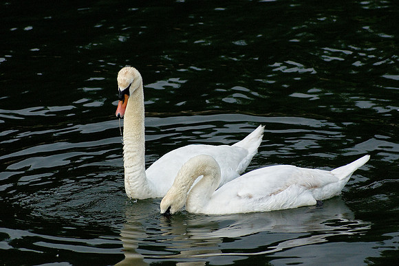 Mute Swans 2