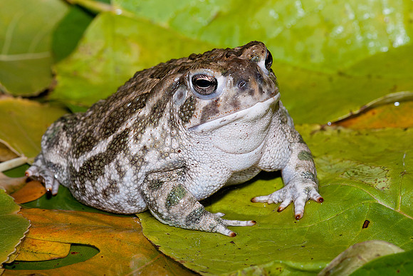 Great Plains Toad