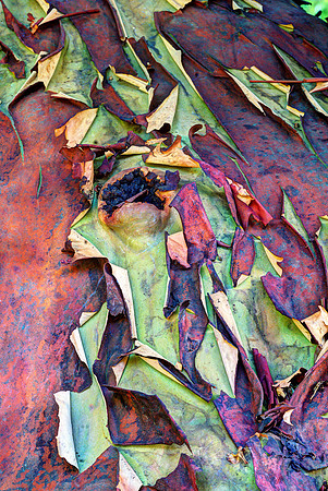 Arbutus Tree 4