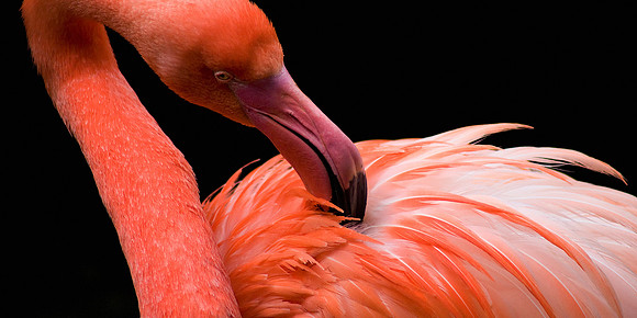 Flamingo, Victoria Butterfly Gardens 1