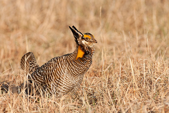 Greater Prairie Chicken 4